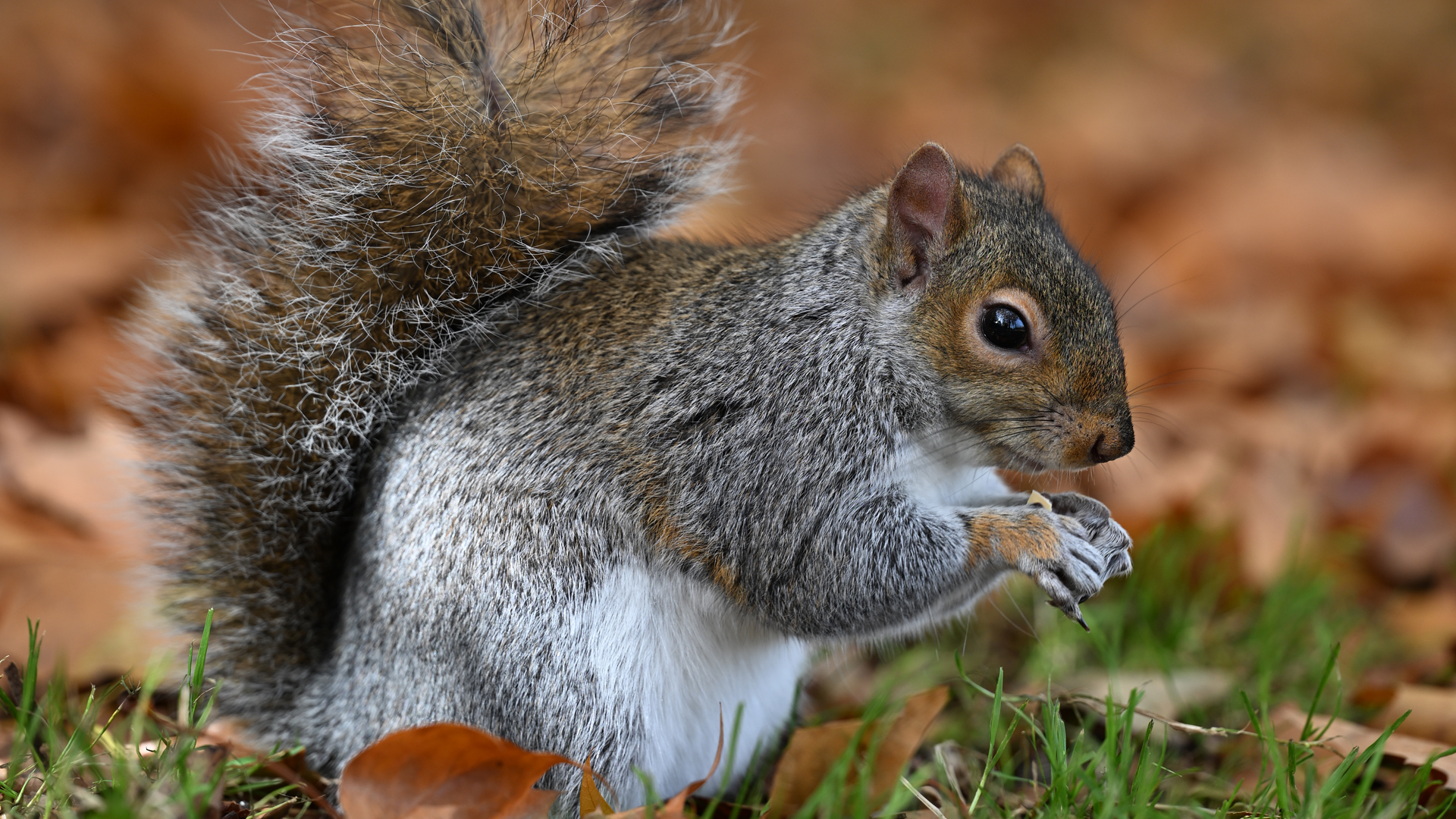 Animated montage of wildlife scenes