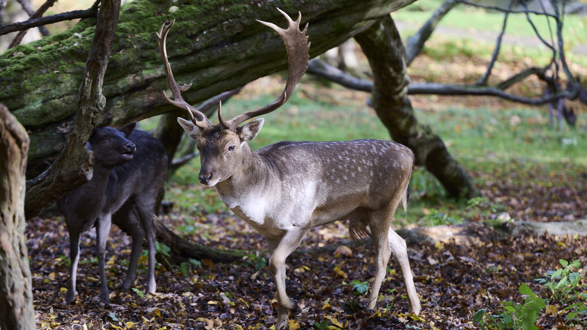 Animated montage of wildlife scenes